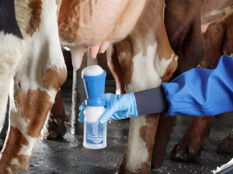 Udder Hygiene