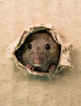 მღრღნელების კონტროლი