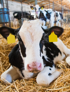 ხბოს მოვლა და კვება