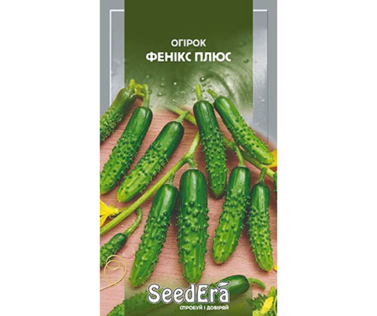Cucumber seeds "Phoenix Plus"